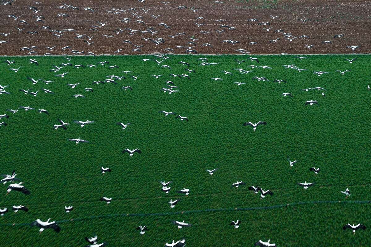 Konya semaları şenlendi! Baharın habercileri bu bölgede görsel şölen sunuyor 5